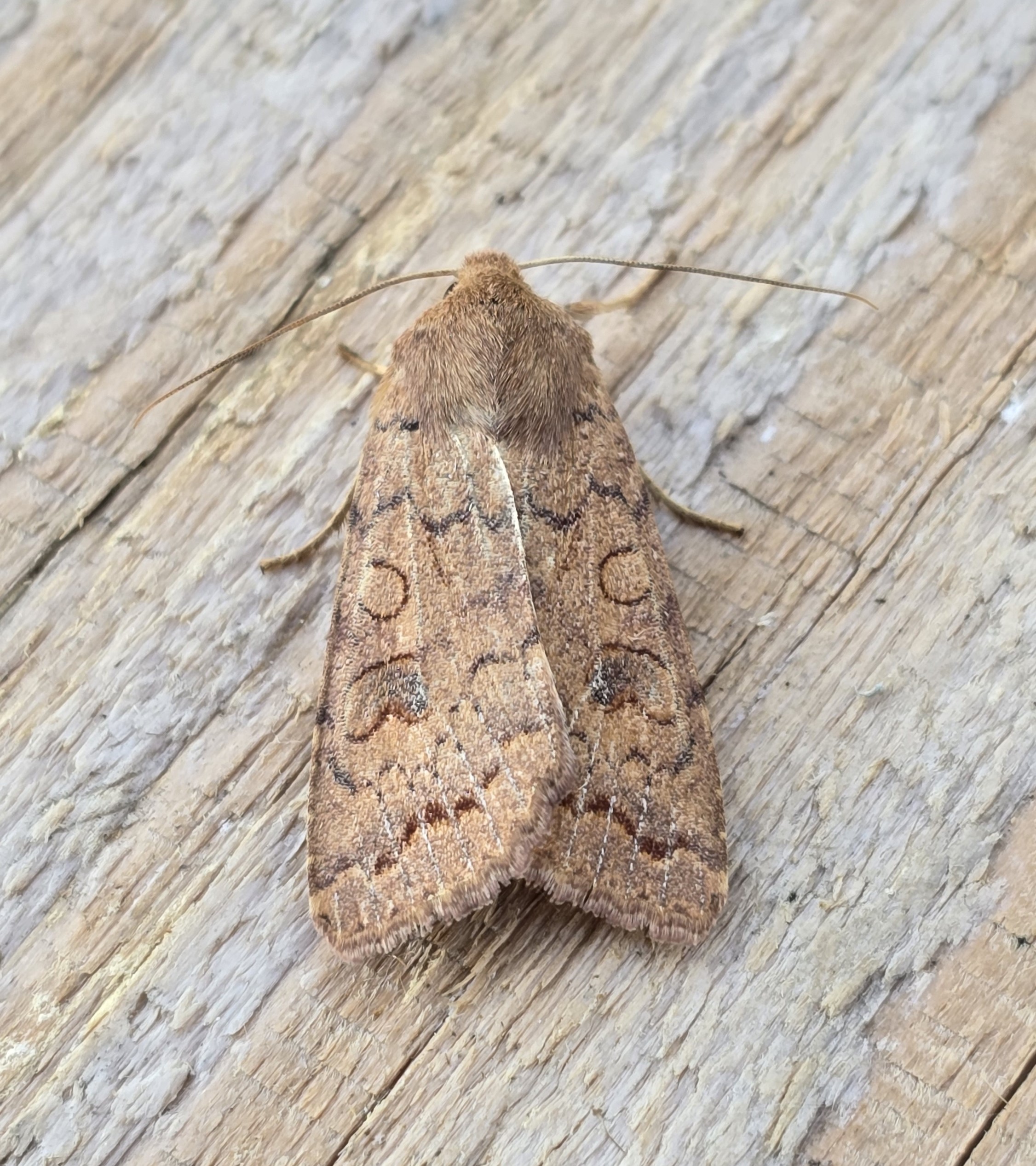 Photo of Brick (Agrochola circellaris)